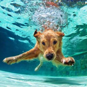 HIC pool inspections - Home Inspection Carolina - Top Home Inspectors in Charlotte, Raleigh, Asheville.