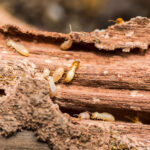 Navigating Termite Inspections: Essential Knowledge for Realtors