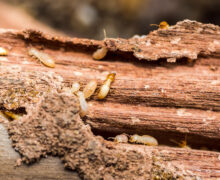 Termite Inspection Home Carolina