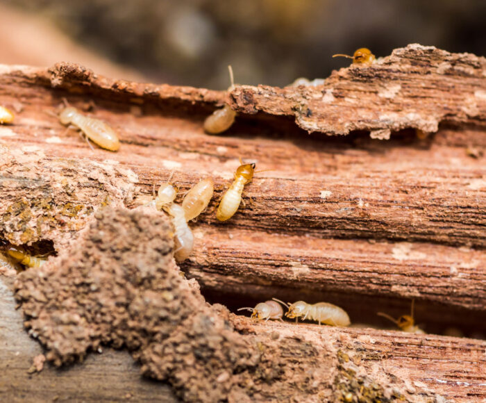 Termite Inspection Home Carolina