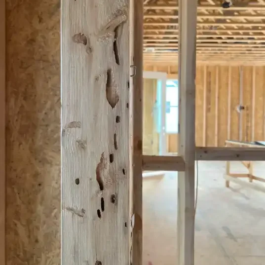 Termite tunnels in a wood wall stud