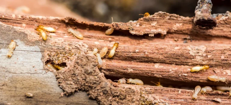Navigating Termite Inspections: Essential Knowledge for Realtors