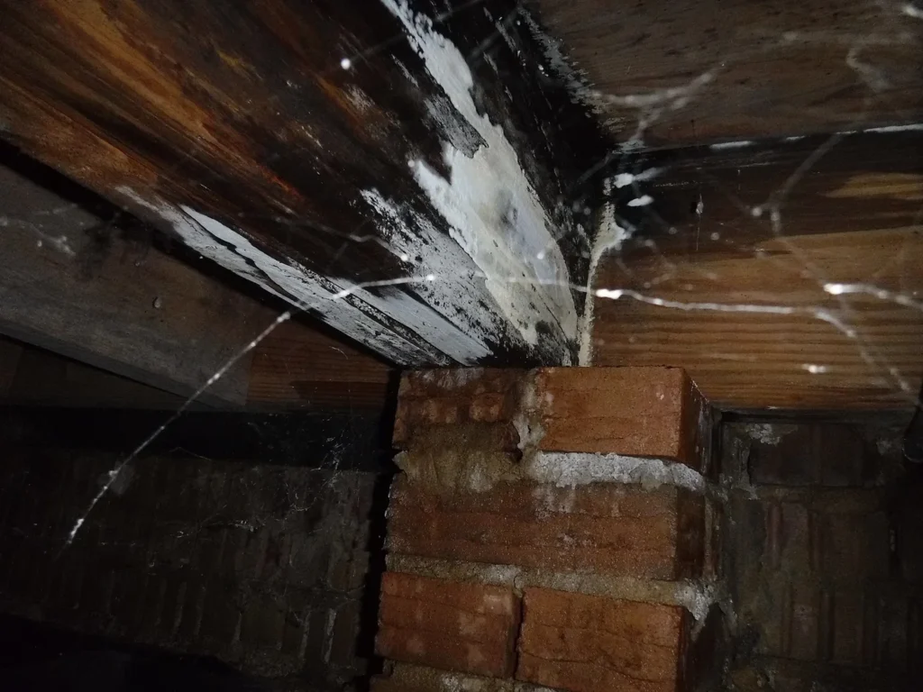 Mold growth on floor joists in a crawl space