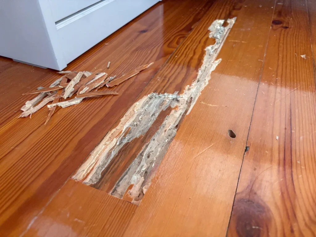 Termite damage tunneled through a hardwood floor board